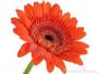 Seminte profesionale  Gerbera jamesonii - Gerbera - imagine 49196